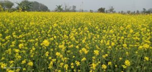 अक्टूबर-में-दो-बार-करें-खेत-की-जुताई,-करें-वैज्ञानिक-सुझाव-के-अनुसार-खेती-लेहराए-हरियाली-से-खेत