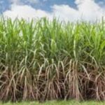 गन्ने-की-अधिक-पैदावार-के-लिए-करे-बेहतर-प्रबंधन
